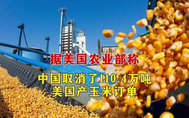 中國(guó)取消110.4萬噸美國(guó)玉米進(jìn)口訂單！玉米供需格局正在發(fā)生巨變(圖文)