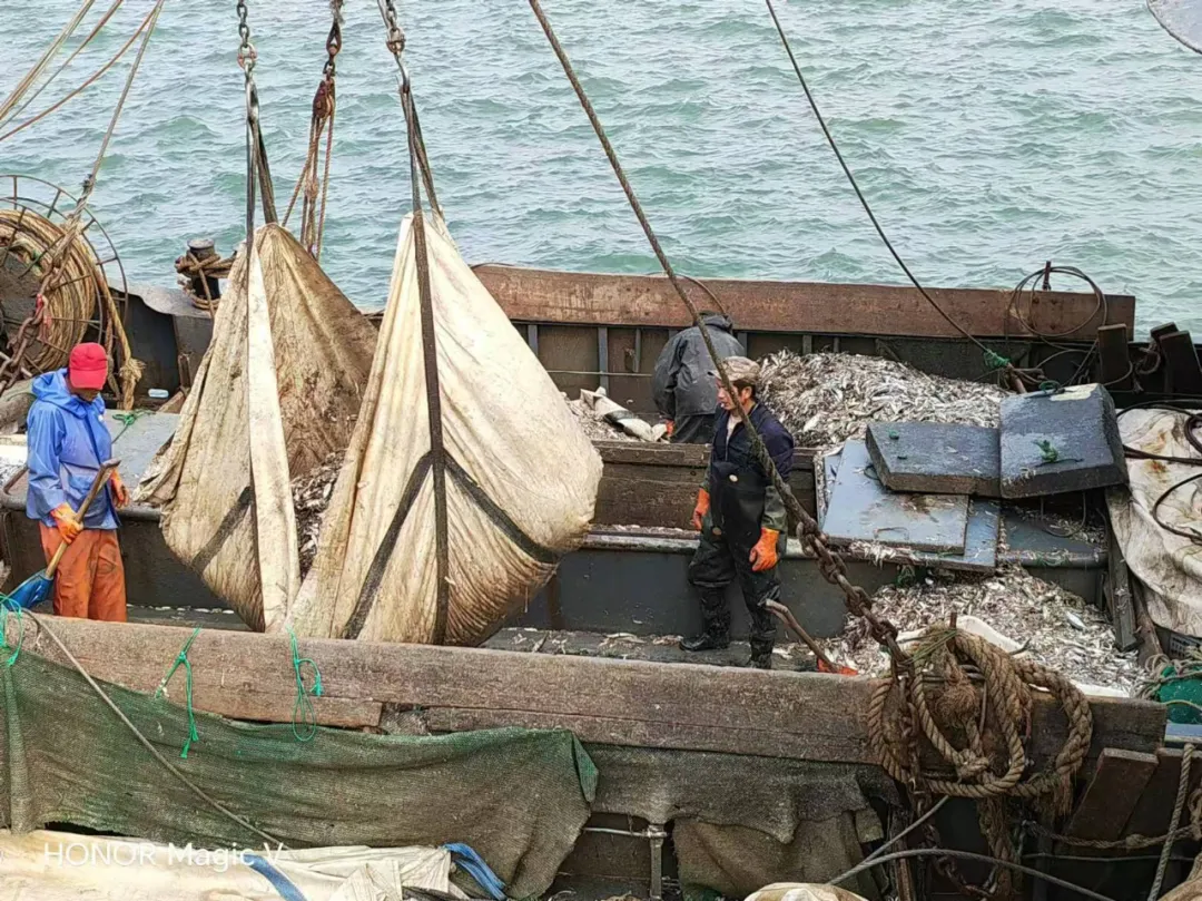 源頭直采，品質保證：中原邦農董事親赴漁港，源頭把控魚粉品質，助力飼料品質升級！